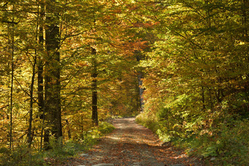 Rural path in deep forest, autumn landscape