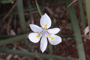 Obraz premium Fotos na natureza