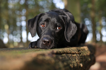 Schwarzer Labrador in einem herbstlichen Wald