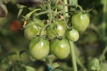 fresh tomatoes plants