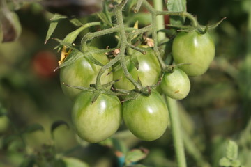fresh tomatoes plants