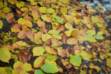 Golden leaves on branches in autumn