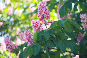 Blooming pink Kiev horse chestnut tree (Aesculus Hippocastanum)in the spring.