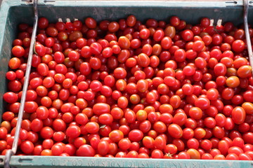 Delicious red tomatoes. Summer tray market agriculture farm full of organic vegetables It can be used as background.