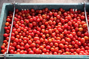 Delicious red tomatoes. Summer tray market agriculture farm full of organic vegetables It can be used as background.
