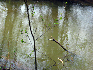 River in spring