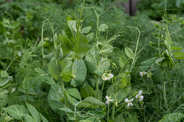 Fresh green organic peas leaves and flowers  in a traditional vegetables garden in a summer day, selective focus