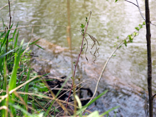 River in spring