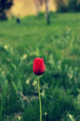 Obraz premium a beautiful tulip flower