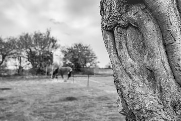 Close-up, shallow focus of an old tree trunk showing is detailed texture. In the background is a solitary horse seen grazing near its paddock electric fence.