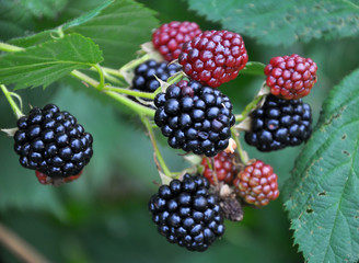 On the branch ripen the berries bramble (Rubus fruticosus)