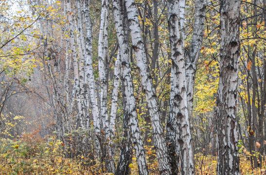  White birch trees in a forest on a foggy autumn day