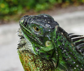 The thinking reptile