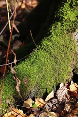 Stump with green moss in the forest