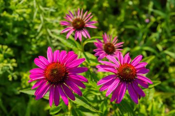 Flowers of Purples Echinacea in the Park. Echinacea flower against soft bokeh background. Soft selective focus. Echinacea close up.