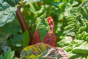 Rhubarb, growing, cultivated plant, Rheum, Polygonacea, herbaceous perennial