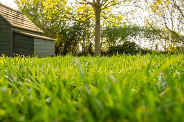 Ground level, shallow focus view of a well maintained private lawn shown with an out of focus, timber built chicken house in the background together with a small tree, taken in summer. © Nick Beer