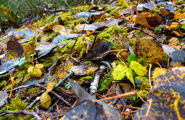 Fototapeta premium shining autumn leaves between moss on the forest floor / close-up with copy space