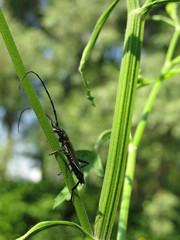 Fototapeta premium Insect