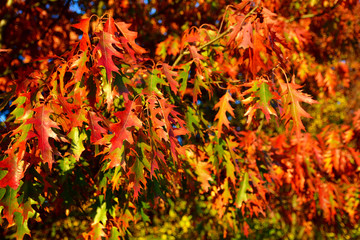 liście dębu czerwonego jesienią