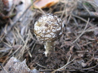 Mushroom