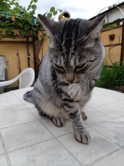 Close-up of a domestic cat licking its paw