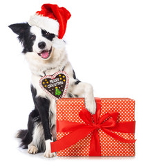Young border collie dog with santa hat and a christmas gift