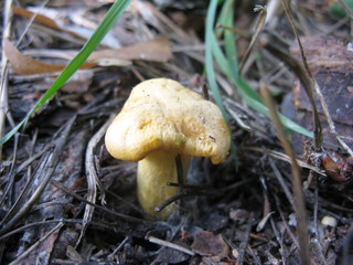 Mushroom
