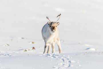 Wild Svalbard Reindeer, Rangifer tarandus platyrhynchus, portrait of a curios animal with small...