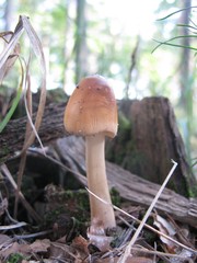 Mushroom