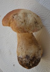 Boletus - Weißer Steinpilze - Dickröhrling
