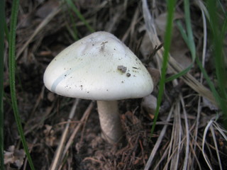Mushroom