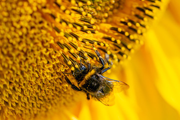 A bumblebee with pollen stuck to fur on a sunflower head