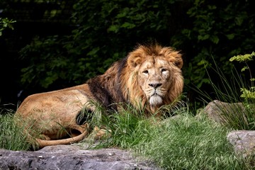 Obraz premium A portrait of a lion lying down on a rock looking around and scouting for its next prey.