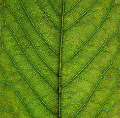 Fototapeta na wymiar close up of an green early autumn leaf showing veins and cells