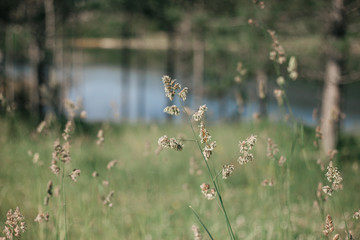 dried herb in front of the lake