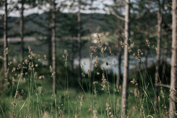 dried herb with pine tree and laker