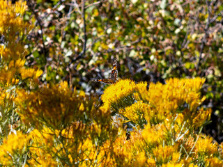 Monarch Butterfly Gazing from atop Yellow Rabbitbrush Flowers