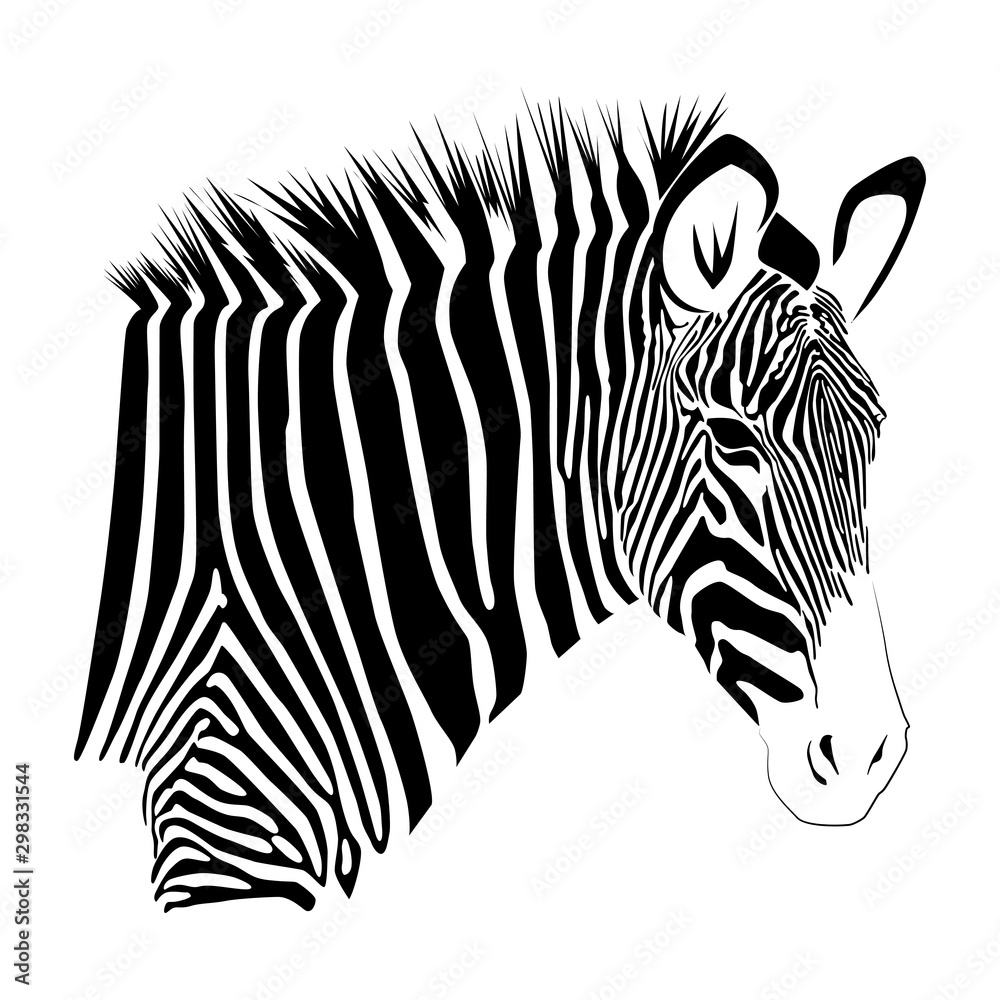 Wall mural zebra isolated on white background