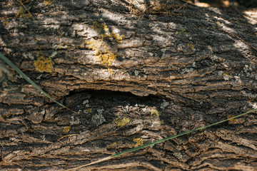 detail of an olive tree trunk