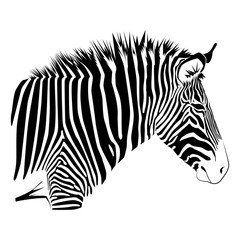Obraz na płótnie Canvas Zebra isolated on white background