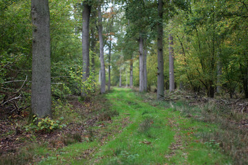 Grüner Waldweg