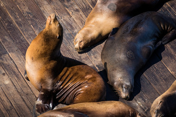 Fototapeta premium Sea Lion at Pier 39, San Francisco