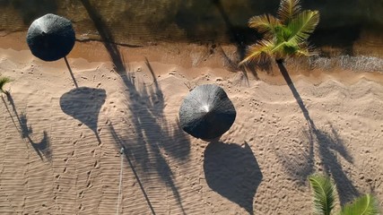 Palm tree on a beach at Lake Tanganyika