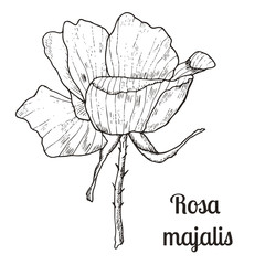 Collection of hand-drawn wild rose isolated on white. Vector botanical illustration.