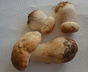 Boletus - Weißer Steinpilze - Dickröhrling