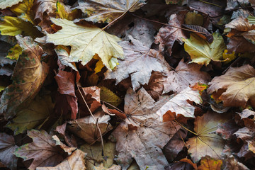 yellow maple leaves on the ground