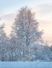 Fairytale sunset in forest.  Russian winter. Picturesque and gorgeous wintry scene. Murmansk, Russia. Soft focus