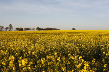Rapsfeld unter blauem Himmel im Fr&uuml;hling