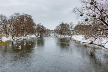 Naklejka na ściany i meble Panorama of winter river. White swans swimming on the water surface against snow covered shores with tall trees in cloudy winter day